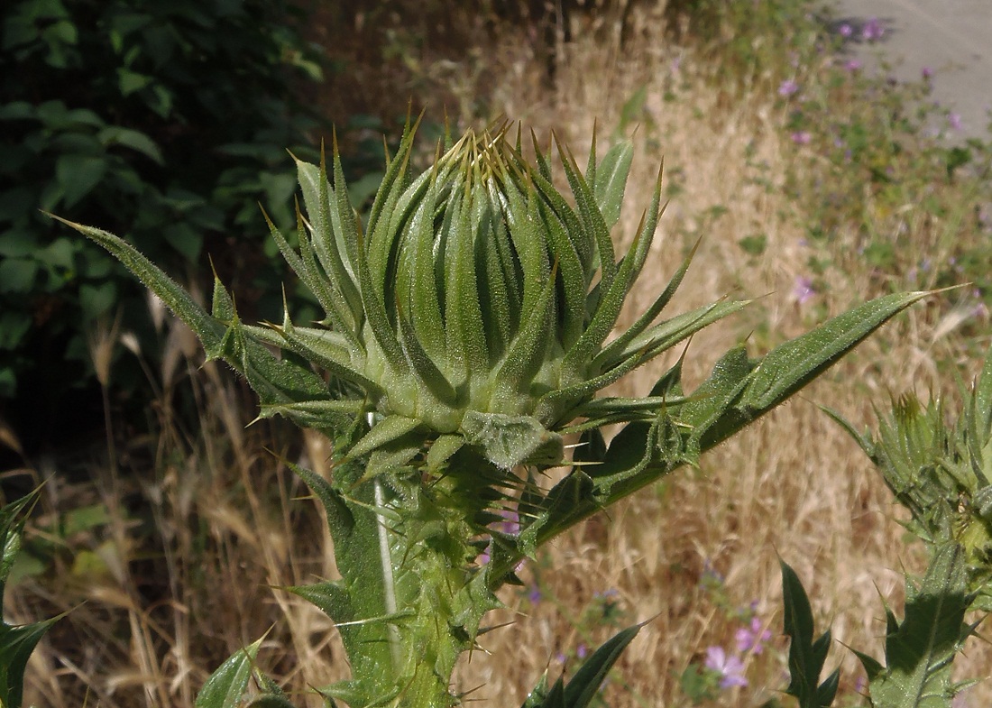Image of Onopordum tauricum specimen.
