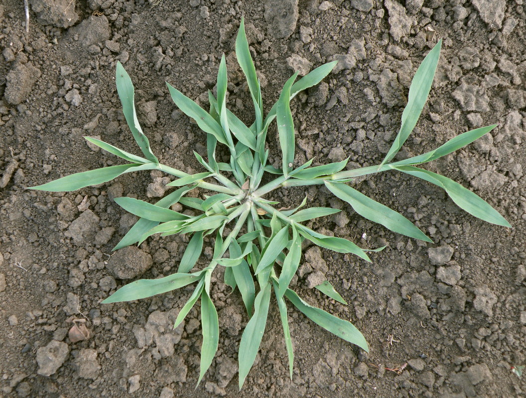 Image of Digitaria sanguinalis specimen.