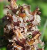 genus Orobanche. Цветки. Карачаево-Черкесия, долина р. Маруха. 07.07.2013.