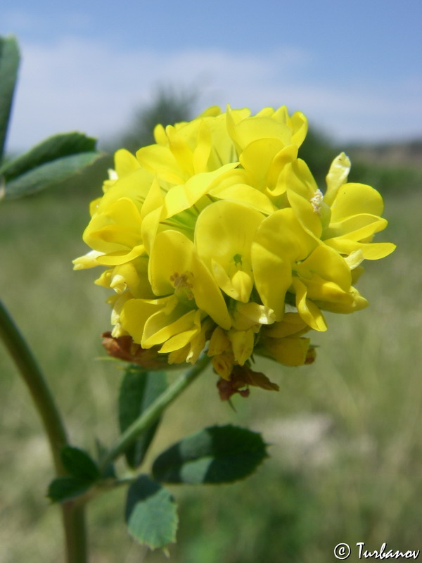 Image of Medicago falcata specimen.