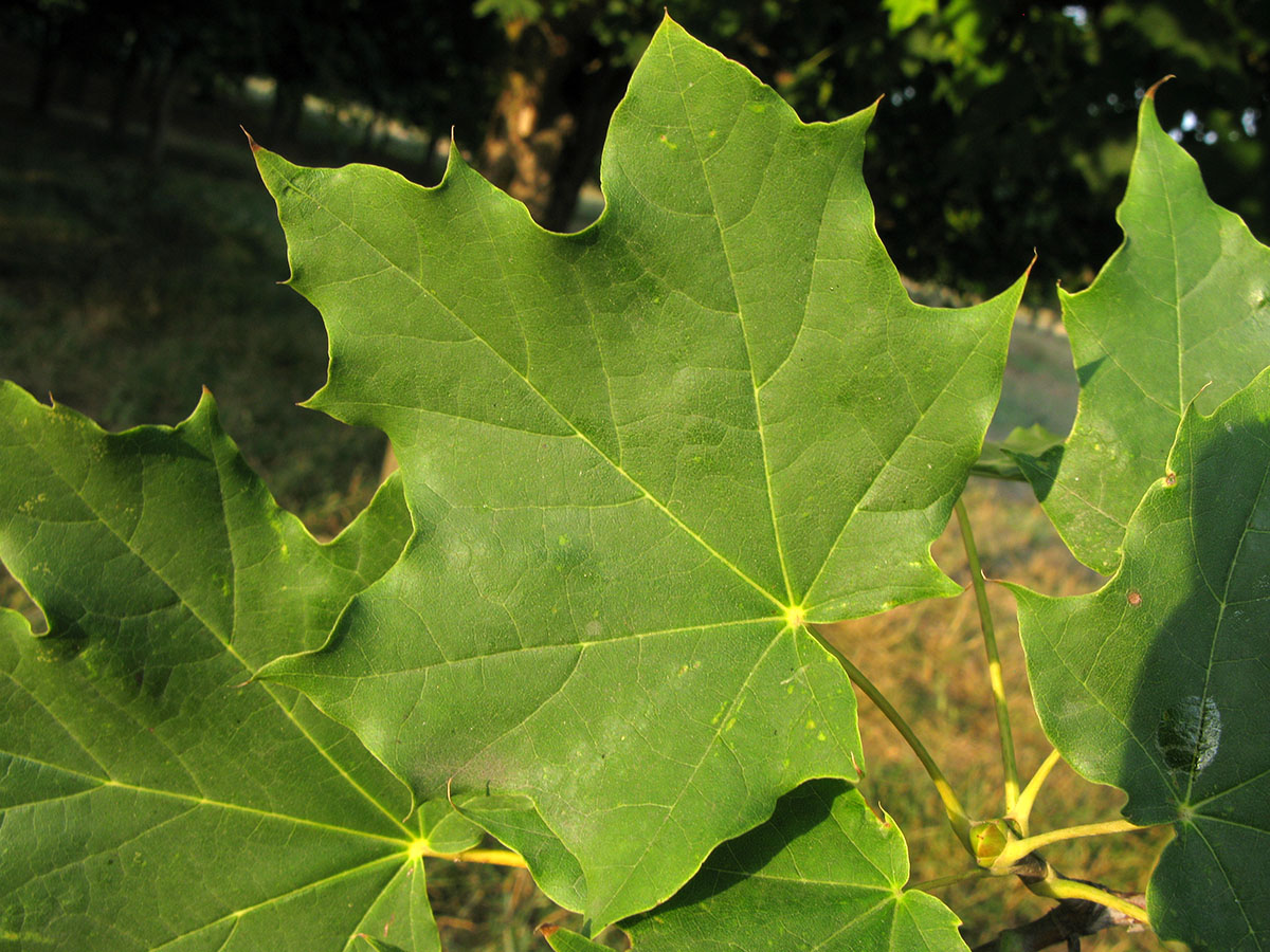 Image of Acer platanoides specimen.