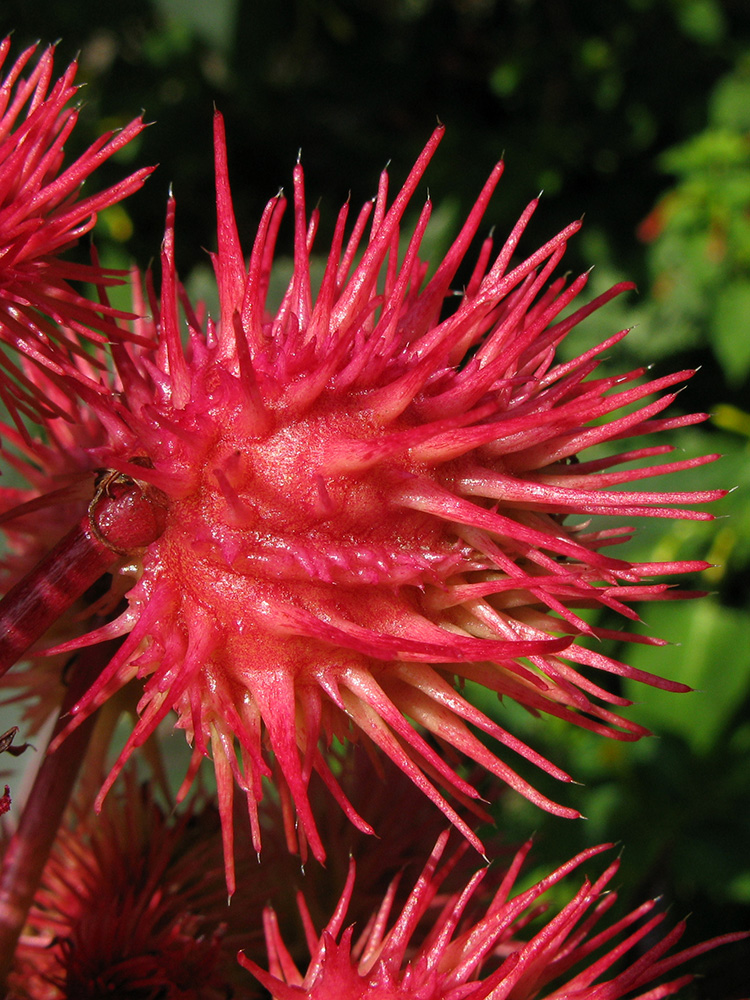 Image of Ricinus communis specimen.