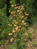 Centaurea salonitana