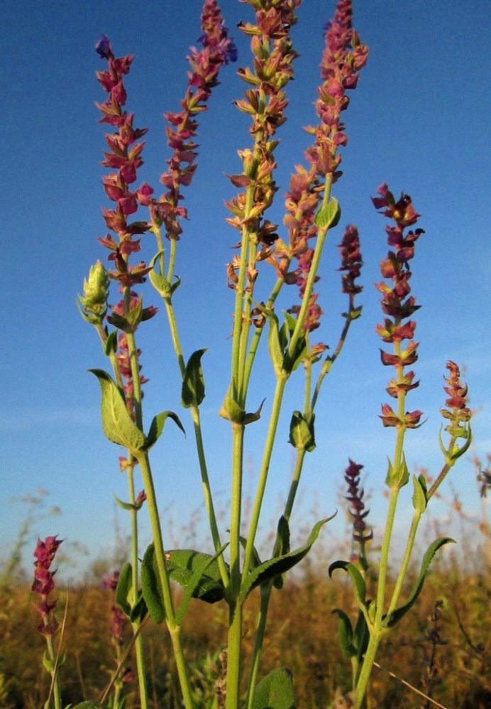 Image of Salvia tesquicola specimen.