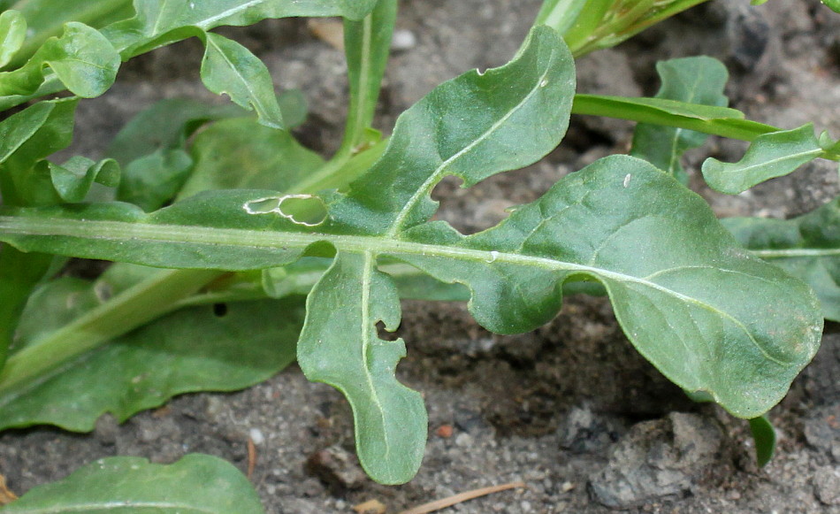 Image of Reseda odorata specimen.