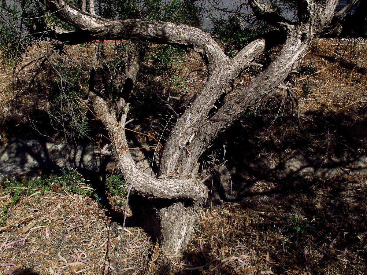 Изображение особи Melaleuca linariifolia.