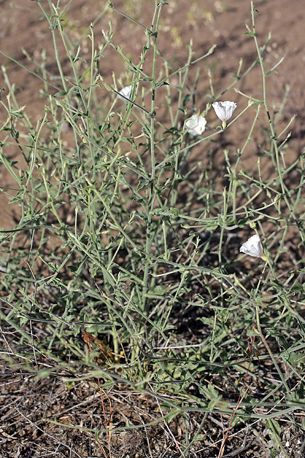 Image of Convolvulus divaricatus specimen.