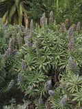 Echium acanthocarpum