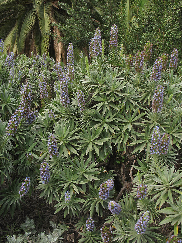 Изображение особи Echium acanthocarpum.