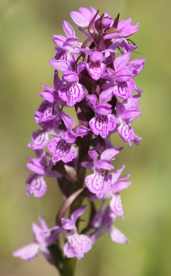 Image of Dactylorhiza baltica specimen.