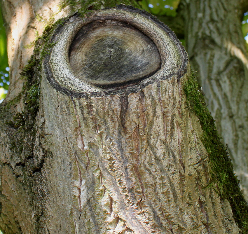 Image of Juglans mandshurica specimen.