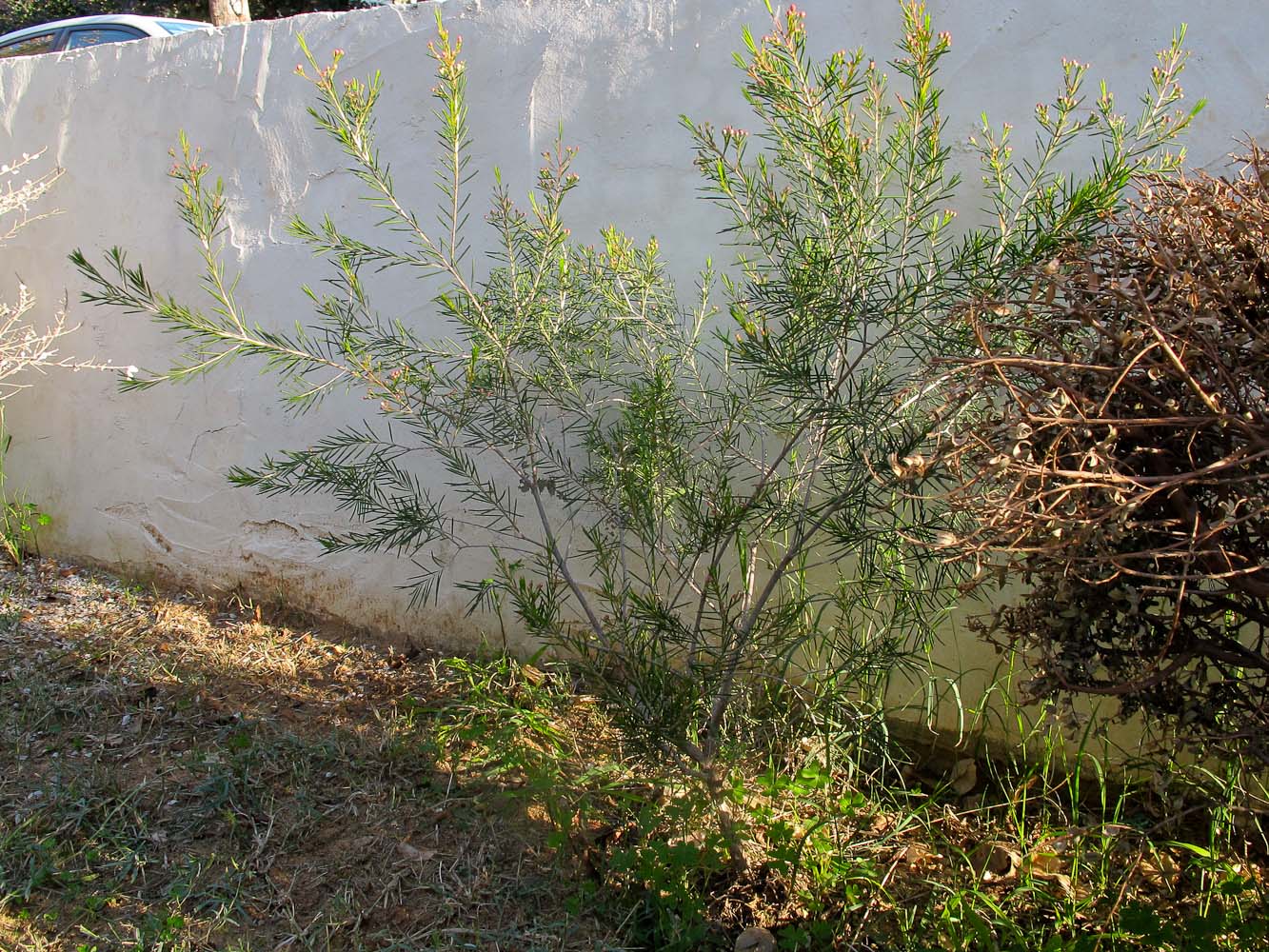 Image of Chamelaucium uncinatum specimen.