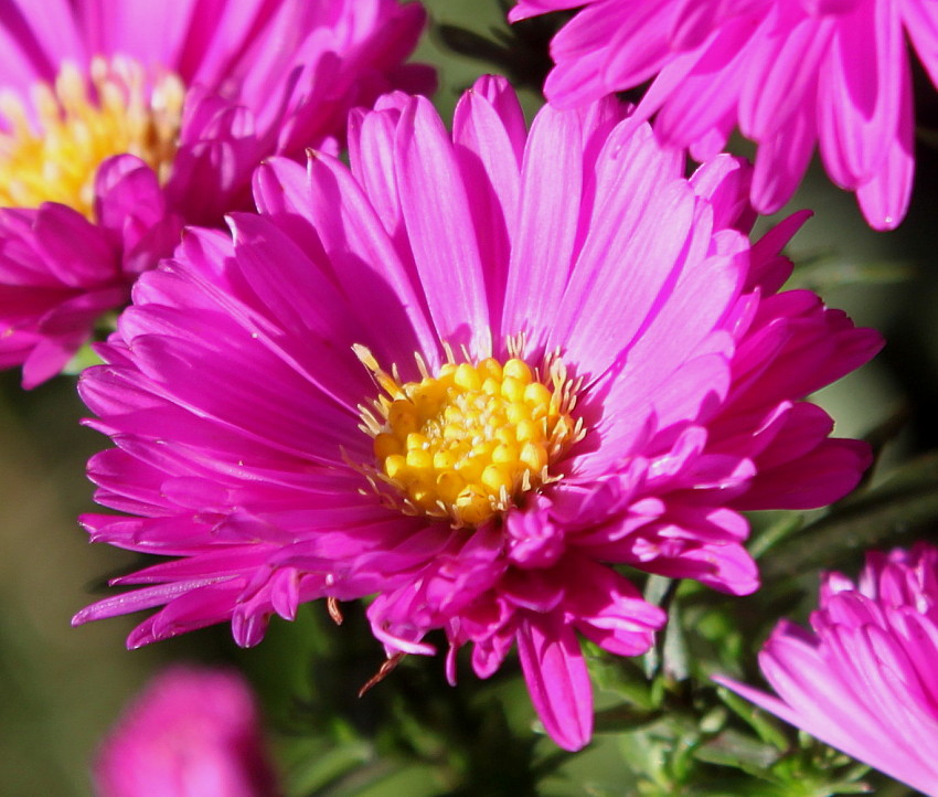 Image of Symphyotrichum &times; versicolor specimen.
