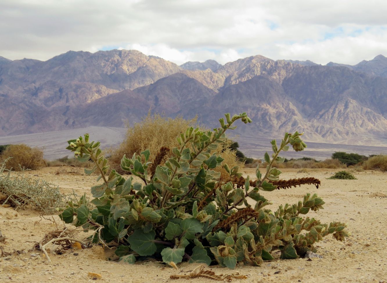 Изображение особи Hyoscyamus desertorum .