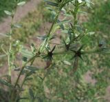 Buglossoides arvensis