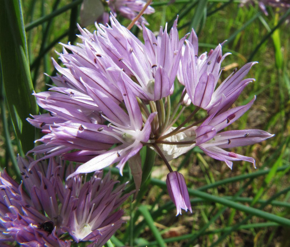 Изображение особи Allium schoenoprasum.