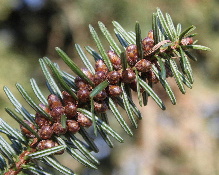 Image of Abies cephalonica specimen.