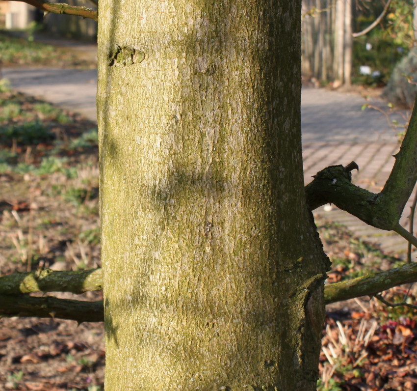 Image of Aesculus &times; carnea specimen.