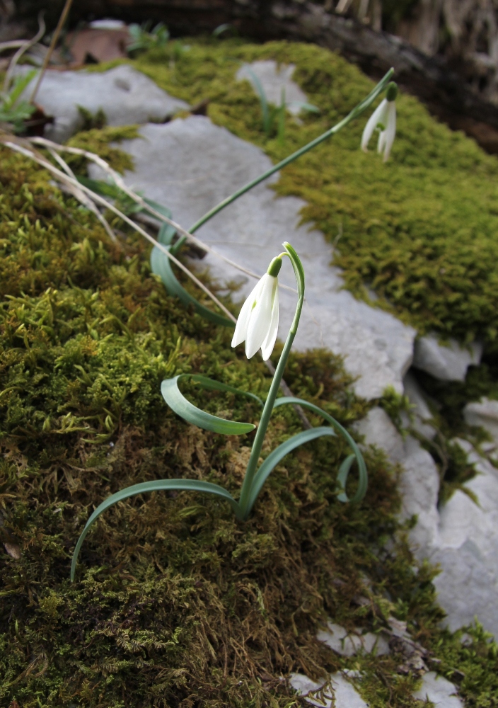 Изображение особи Galanthus nivalis.