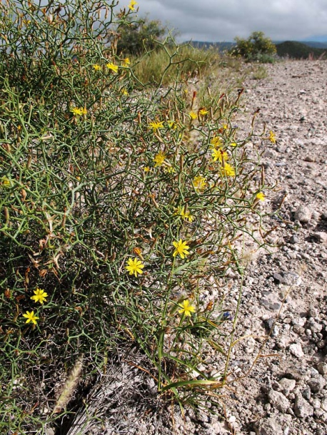 Image of Launaea arborescens specimen.