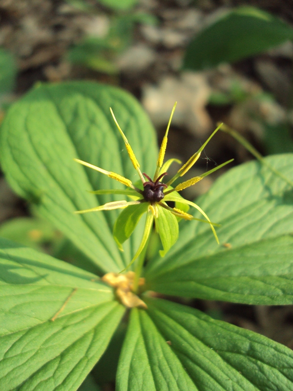 Изображение особи Paris quadrifolia.