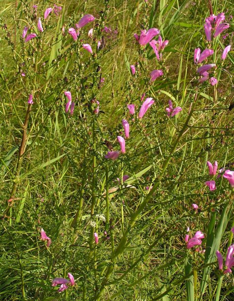 Image of Pedicularis grandiflora specimen.