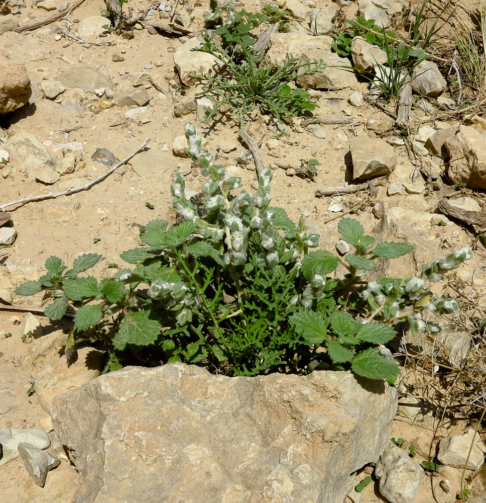 Image of Bassia eriophora specimen.