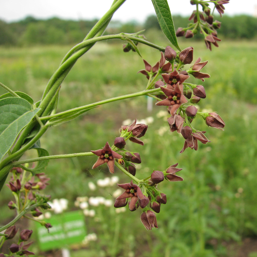 Изображение особи Vincetoxicum ucrainicum.