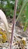 Crepis tectorum