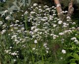 genus Valeriana. Цветущие растения. Германия, г. Дюссельдорф, Ботанический сад университета. 02.06.2014.
