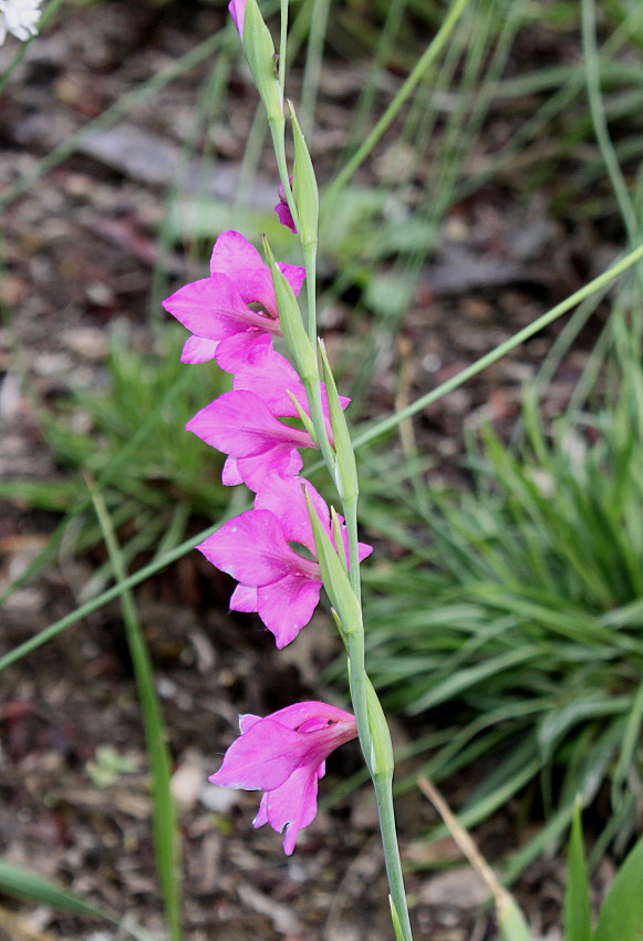 Image of Gladiolus palustris specimen.