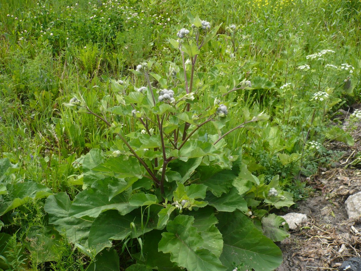 Изображение особи Arctium tomentosum.