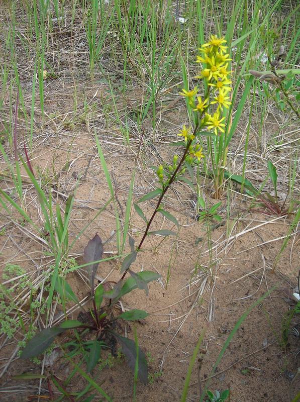Image of Solidago virgaurea specimen.
