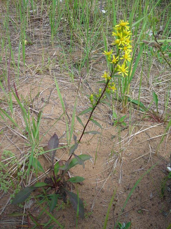 Изображение особи Solidago virgaurea.