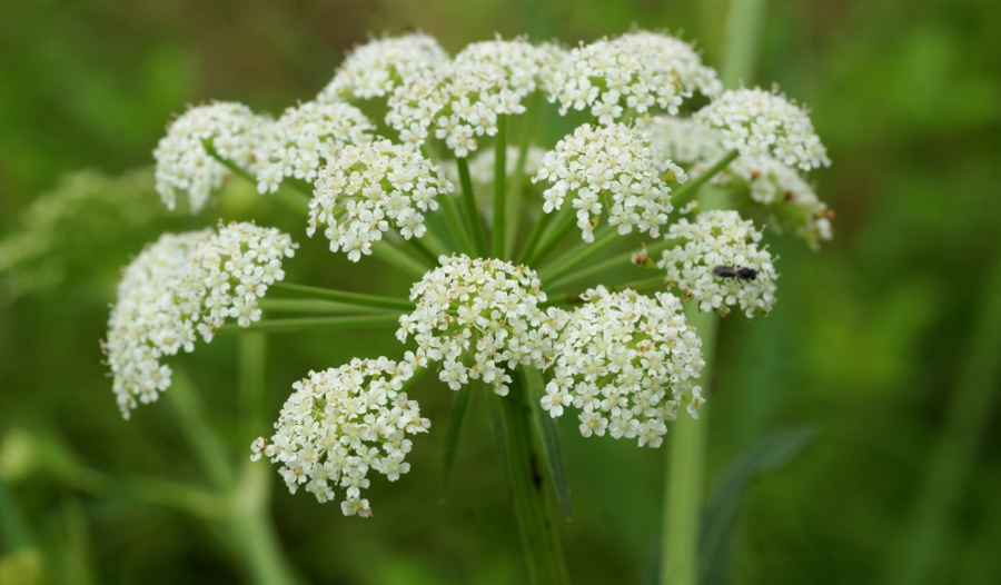 Image of Sium suave specimen.