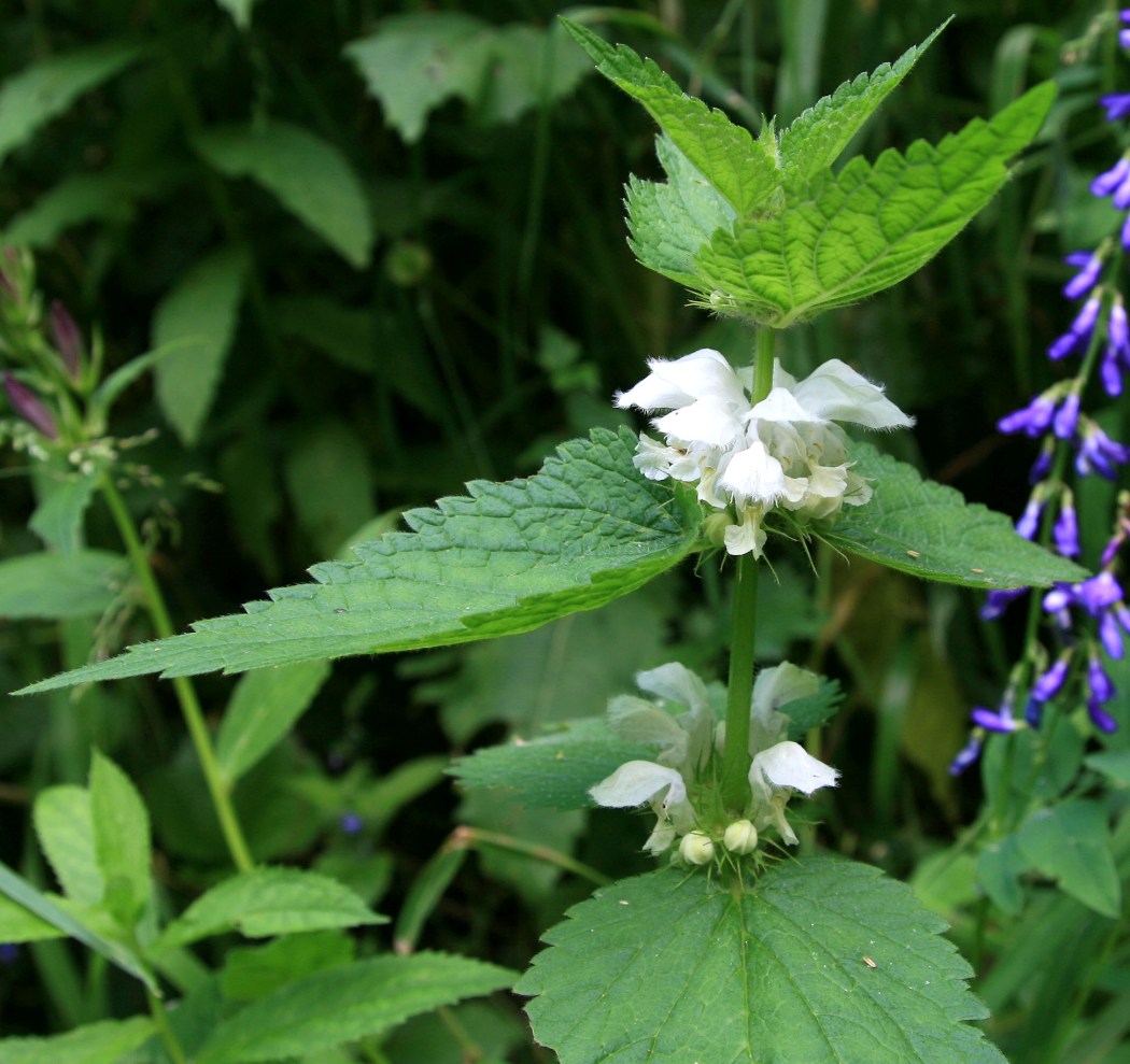 Image of Lamium album specimen.