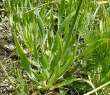 Allium nutans