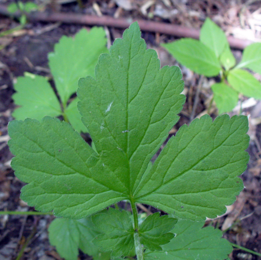 Изображение особи Geum urbanum.