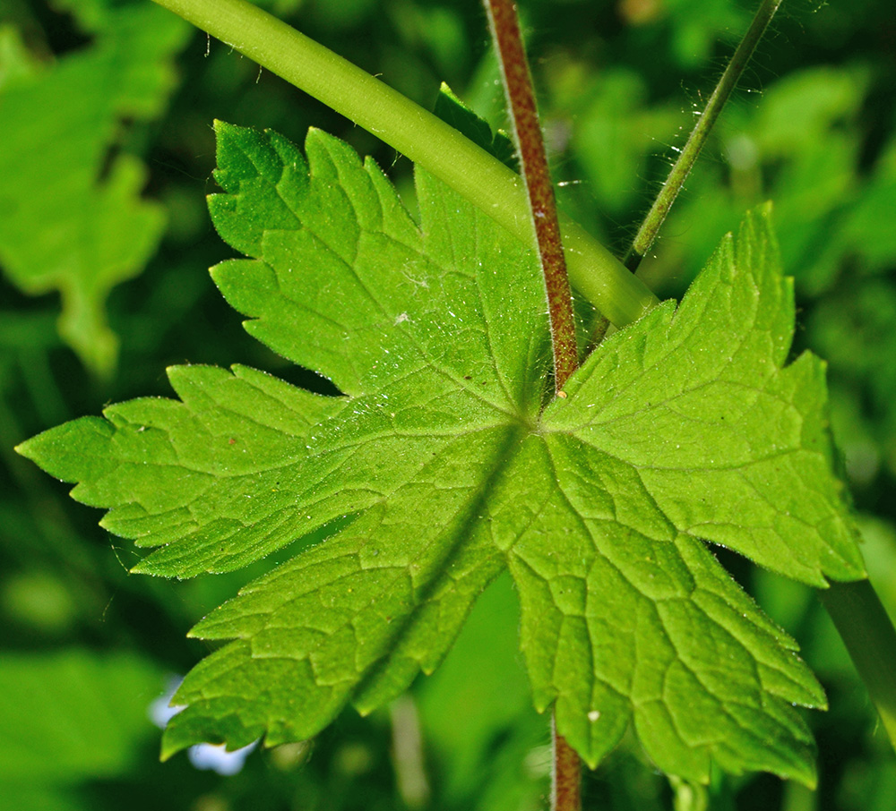 Image of Geranium phaeum specimen.