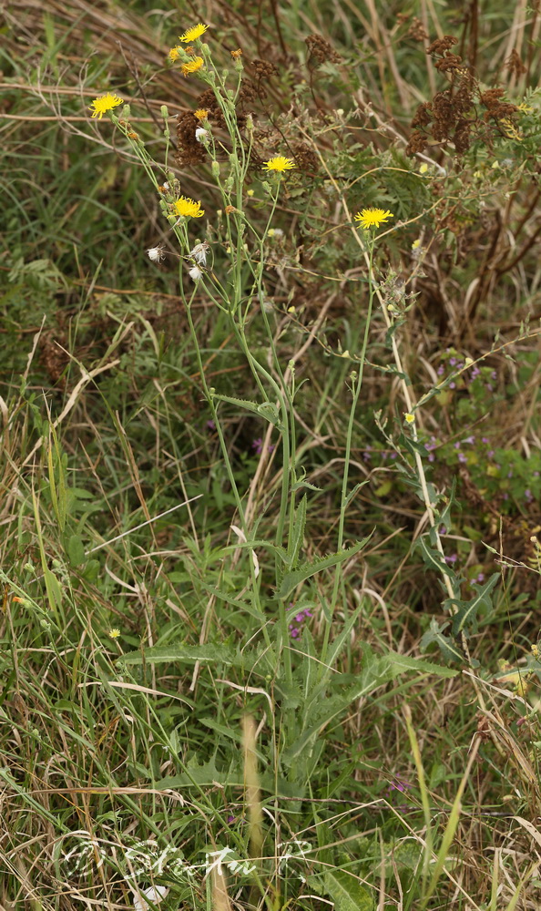 Image of Sonchus arvensis specimen.