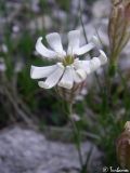 Silene jailensis