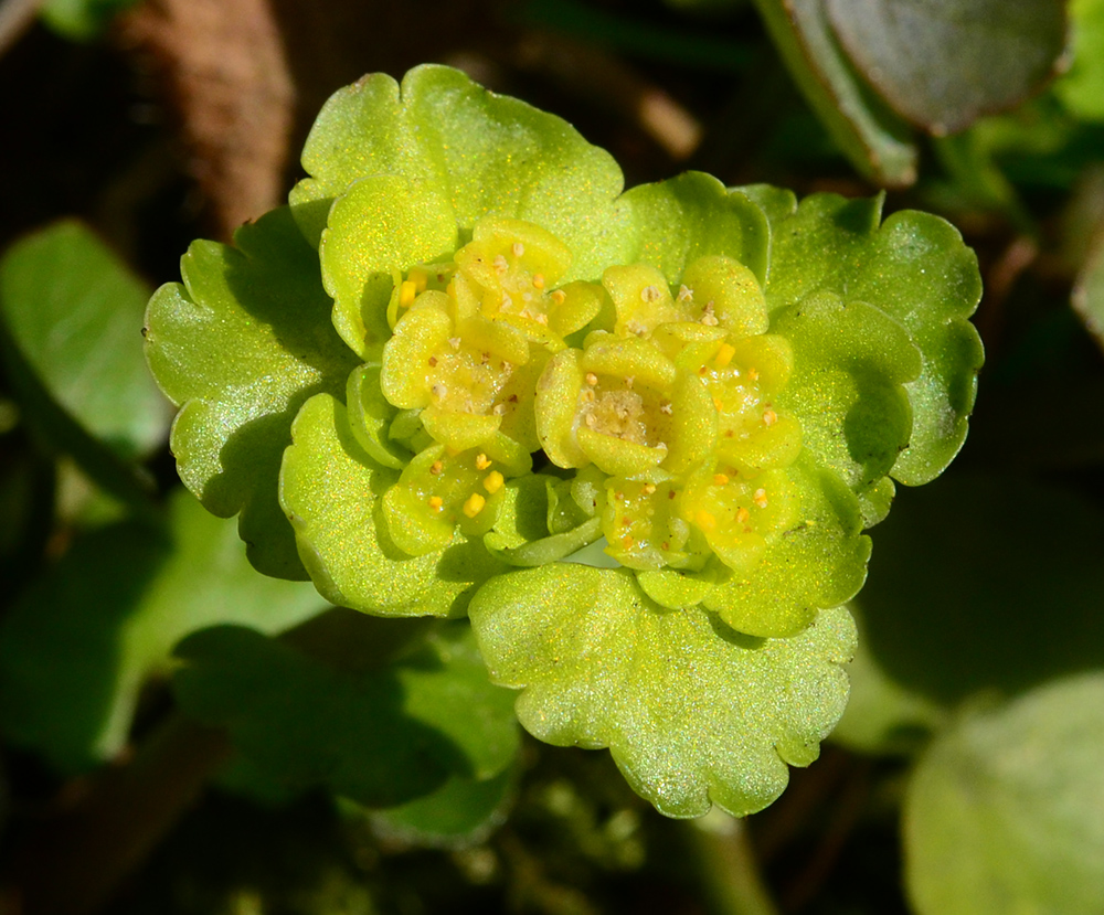 Image of Chrysosplenium alternifolium specimen.