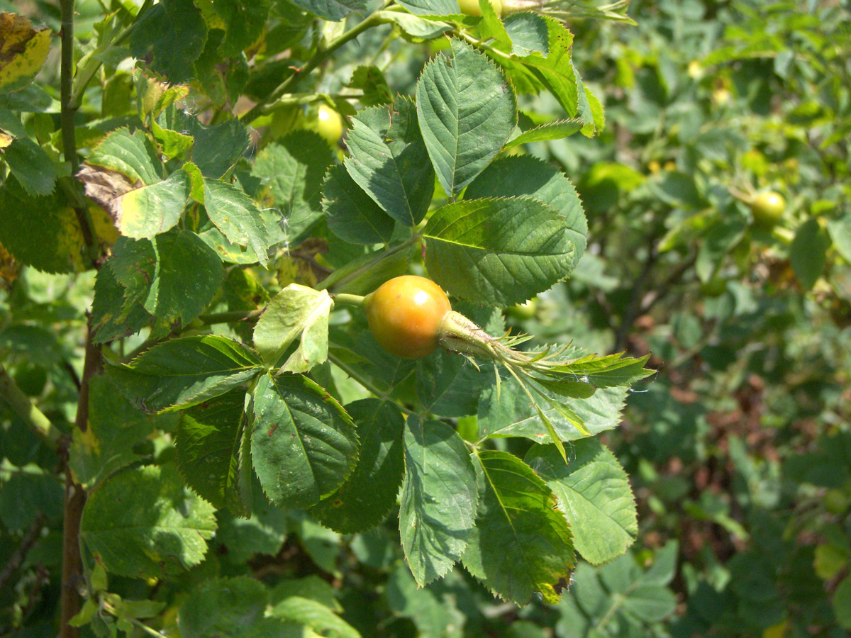 Image of Rosa arensii specimen.