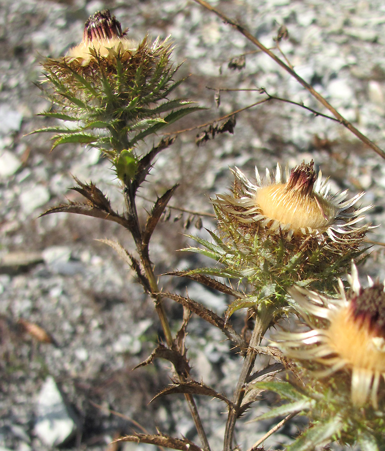 Изображение особи Carlina biebersteinii.