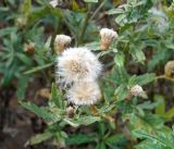 genus Cirsium. Верхушка плодоносящего растения. Амурская обл., 38 км севернее г. Благовещенск, сорное на соевом поле. 22.09.2014.