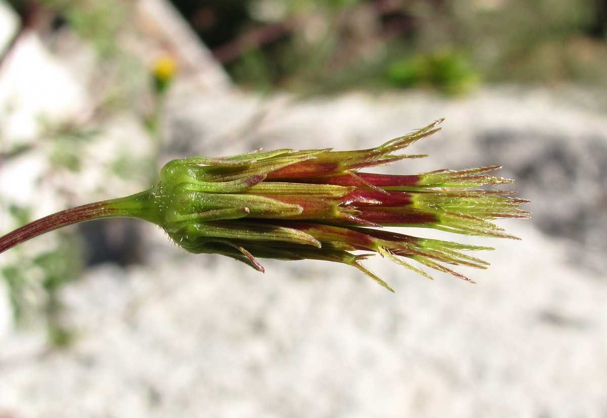 Image of Bidens bipinnata specimen.