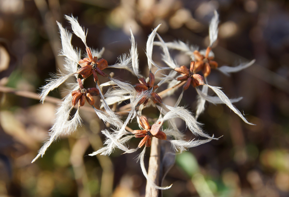 Image of Clematis terniflora specimen.