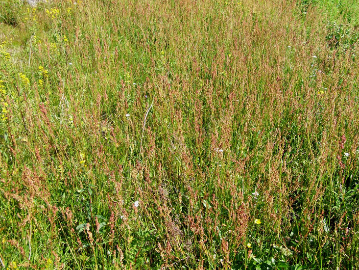 Изображение особи Rumex thyrsiflorus.