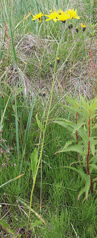 Image of genus Hieracium specimen.