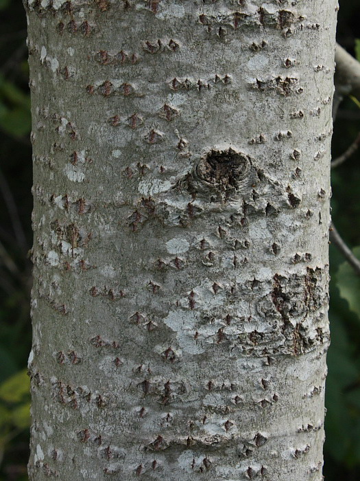 Image of Populus tremula specimen.